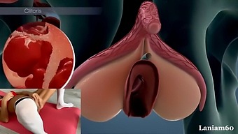 Explore The Female Body'S Orgasmic Potential In Biology